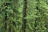 Temperate Rainforest,Pacific Rim Nat. Park,Vancouver Island,B.C. Canada