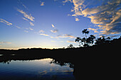 Tropischer Regenwald, Amazonasbecken, Provinz Napo, Ecuador