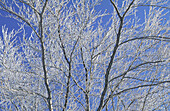 Ice Covered Beech Tree,Gatineau Park,Quebec,Canada