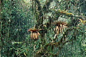 Tropical Rainforest Andes Mountains Napo Province,Ecuador