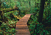 Pfad durch den Wald, Pacific Rim National Park, Vancouver Island, British Columbia, Kanada
