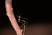 Close-Up of Insect on Tree Branch