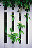 Close-up of White Picket Fence And Flowers Kingston,Ontario,Canada
