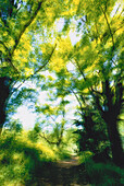 Weg und Bäume Gatineau Park Quebec, Kanada