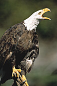 Bald Eagle Screeching Ontario,Canada