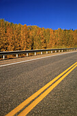 Road and Trees in Autumn
