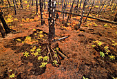 Waldboden mit Brandschäden Yukon Territories,Kanada