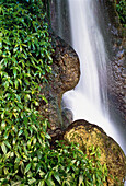 Nahaufnahme eines Wasserfalls, Felsen und Pflanzen, Misol-Ha, Chiapas, Mexiko