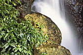 Wasserfall, Felsen und Laub, Misol-Ha, Chiapas, Mexiko