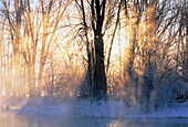 Sonnenaufgang durch Bäume im Winter, Mississippi River, Carleton Place, Ontario, Kanada
