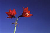 Red Flowers and Sky,Oaxaca,Mexico