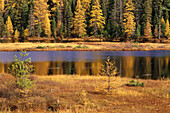 Tamarack- und Fichtenbäume in der Nähe des Wolf Howl Lake im Herbst, Algonquin Provincial Park, Ontario, Kanada