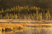 Costello Creek, Bäume und Nebel, Algonquin Provincial Park, Ontario, Kanada