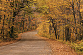 Straße durch Bäume im Herbst, Algonquin Provincial Park, Ontario, Kanada