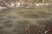 Nahaufnahme eines Teichs mit Eis im Winter, Algonquin Provincial Park, Ontario, Kanada