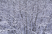 Schneebedeckte Bäume, Algonquin Provincial Park, Ontario, Kanada