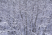 Snow Covered Trees,Algonquin Provincial Park,Ontario,Canada