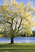 Tree by Lake,Dow's Lake,Ottawa,Ontario,Canada