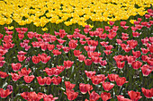 Tulips,Commissioner's Park,Ottawa,Ontario,Canada