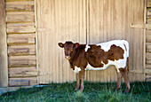 Cow by Barn Door,Sheep River Provincial Park,Kananaskis Country,Alberta,Canada