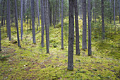 Wald und Moos,Banff National Park,Alberta,Kanada