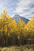 Espenbäume und Berg im Herbst, Banff National Park, Alberta, Kanada