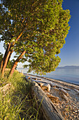 Baum und Treibholz am Strand, Smelt Bay Provincial Park, British Columbia, Kanada