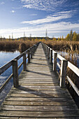 Boardwalk in Bog,Mer Bleue Conservation Area,Ottawa,Ontario,Canada