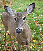 White-Tailed Deer,Chelsea,Quebec,Canada