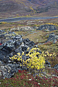 Fluss durch die Tundra, North Klondike River Valley, Tombstone Territorial Park, Yukon, Kanada