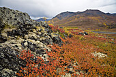 Alpine Tundra im Herbst, Tombstone Territorial Park, Yukon, Kanada