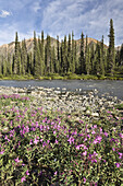 Weidenröschen neben Bonnet Plume River,Yukon,Kanada