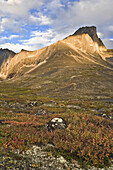 Blaubeerbüsche,Tombstone Territorial Park,Yukon,Kanada