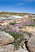 Breitblättriges Weidenröschen, Soper River, Katannilik Territorial Park Reserve, Baffin Island, Nunavut, Kanada