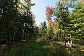 Herbstbäume, Fitch Bay, Québec, Kanada