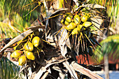 Kokosnüsse auf Palme,Varadero,Kuba