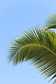 Nahaufnahme von Palmwedeln,Varadero,Mantanzas,Kuba