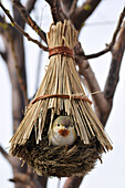 Ornamental Bird in Nest