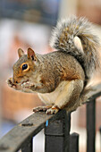Eichhörnchen isst Erdnuss