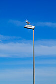 Seagull Perched on Light Post
