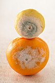 Verschimmelte Orange und Zitrone