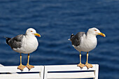 Seagulls,Corsica,France
