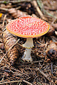 Close-up of Amanita Muscaria Mushroom,Alps,France