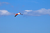 Flamingo,Frontignan,Herault,Languedoc-Roussillon,France