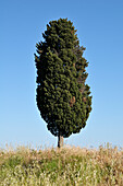 Baum, Clermont-l'Herault, Languedoc-Roussillon, Frankreich