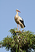 White Stork in Tree Top,Chellah,Morocco