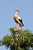 Weißstorch in Baumkrone,Chellah,Marokko