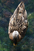 Draufsicht auf Ente auf Wasser, Herault, Frankreich