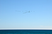Vögel fliegen in V-Formation über dem Ozean, Sete, Herault, Languedoc-Roussillon, Frankreich