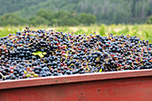 Nahaufnahme eines Behälters mit Weintrauben,Minervois,Languedoc-Roussillon,Frankreich